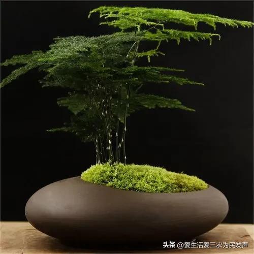 比打工强的小生意,农村小项目有哪些插图2 比打工强的小生意,农村小项目有哪些插图2