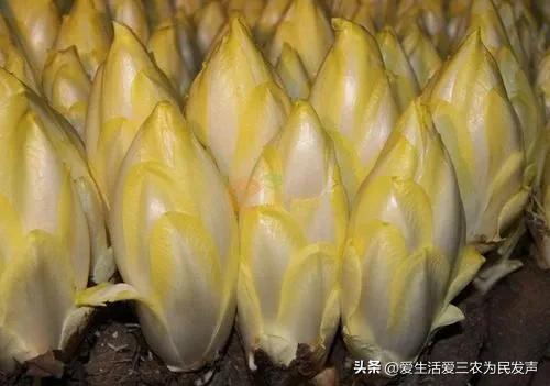 比打工强的小生意,农村小项目有哪些插图7 比打工强的小生意,农村小项目有哪些插图7